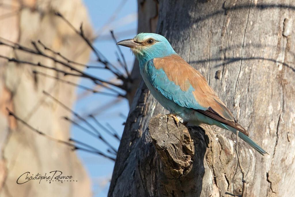 L'Oiseau Bleu Suite Merle Bleu Roubia Eksteriør billede